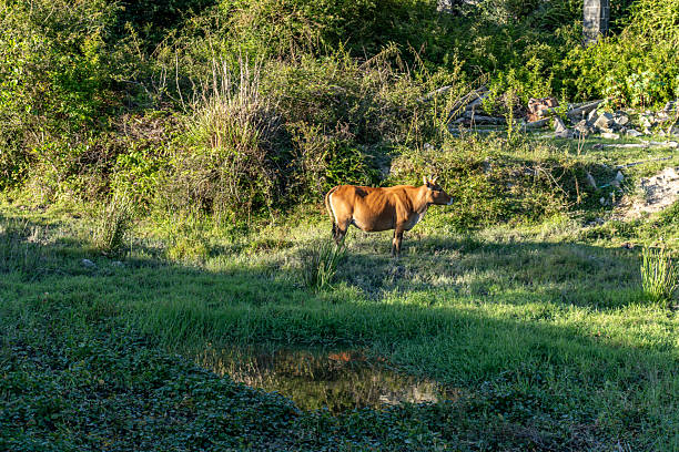 Sunlight shines on the grazing cattle on the grassland
