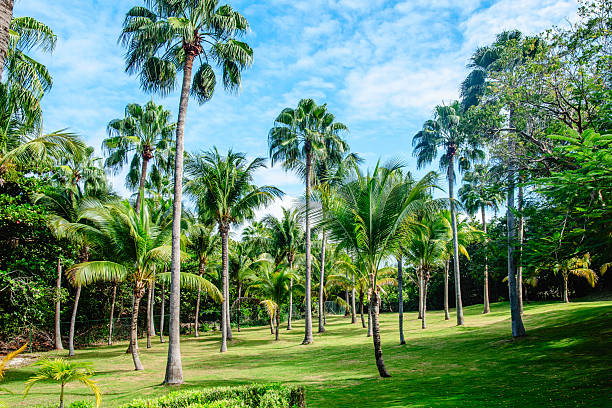 istock Lush green palm trees in a tropical landscape 2249678744