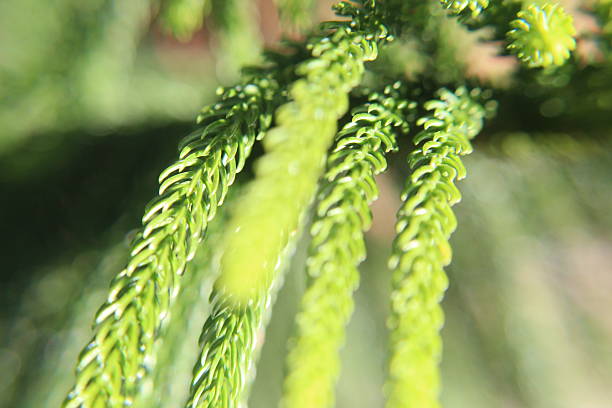 istock Close-up of green pine tree leaves 2249679018
