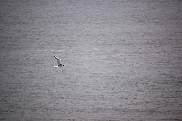 A seagull is seen flying above the calm sea, showcasing a peaceful natural scene.