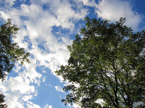 A view of blue sky with scattered white clouds and green tree tops under sunlight.