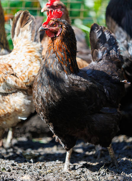 istock A chicken with a red beak stands in a dirt field 2249679838