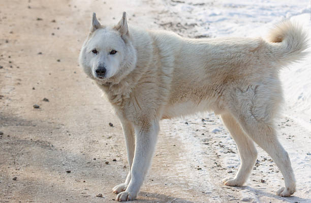 istock A white dog is standing on a road 2249679845