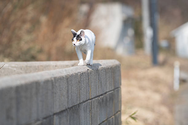 A cute stray cat walking along the embankment