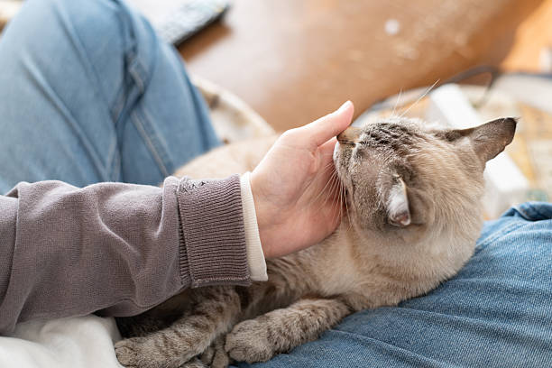 istock Owner petting his cute pet Siamese tabby cat 2249679945
