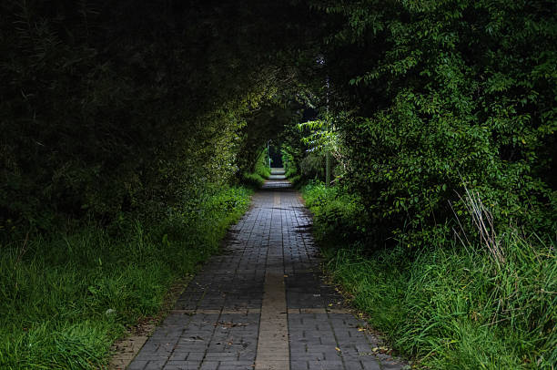 A mysterious path in the park at night, illuminated by the sparse streetlights. A tunnel of overgrown bushes and grass leads into the darkness, Background. Landscape