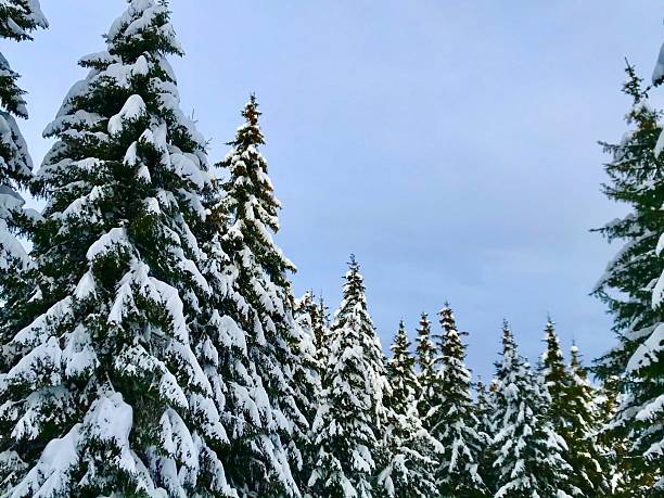 Winter background with snowy pine trees. Digitally generated image. 3d render.