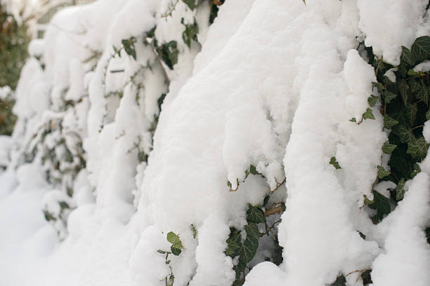 Fresh snowfall blankets a dense wall of ivy leaves, creating a quiet natural texture that works as a versatile winter season background.