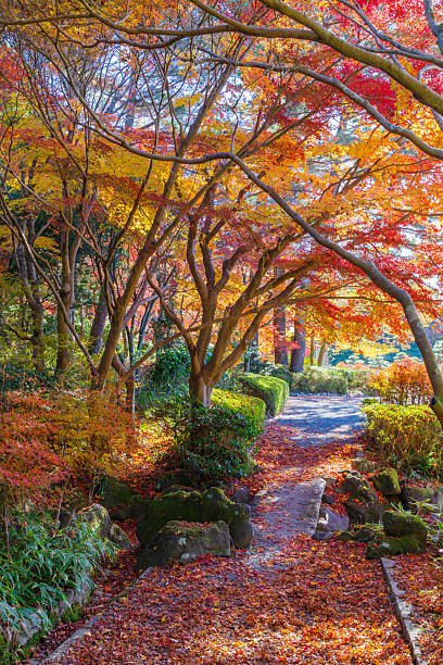istock A walking path dyed in autumn leaves (Aichi Prefectural Greening Center, Toyota City, Aichi Prefecture) 2249682535