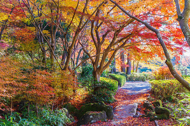 istock A walking path dyed in autumn leaves (Aichi Prefectural Greening Center, Toyota City, Aichi Prefecture) 2249682537