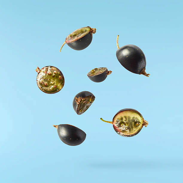 Fresh Ripe Black Currant berries falling in the air isolated on blue background