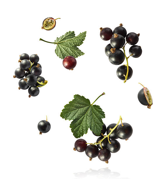 Fresh Ripe Black Currant berries falling in the air isolated on white background