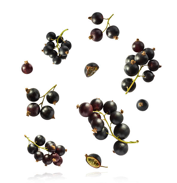 istock Fresh Ripe Black Currant berries falling in the air isolated on white background 2249683015