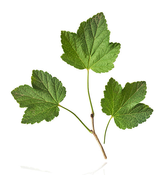 Fresh green Black Currant leaves falling in the air isolated on white background