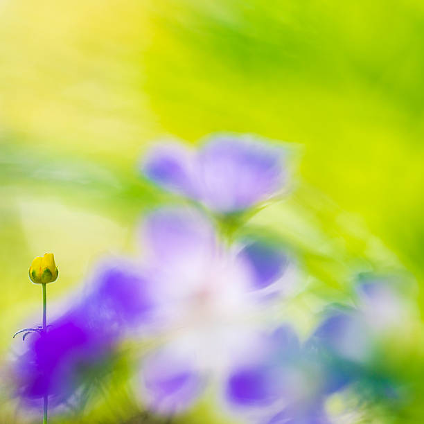 A vivid yellow flower rises amidst a sea of green and purple hues in a tranquil forest setting. The sunlight bathes the scene, enhancing the vibrant colors of nature.