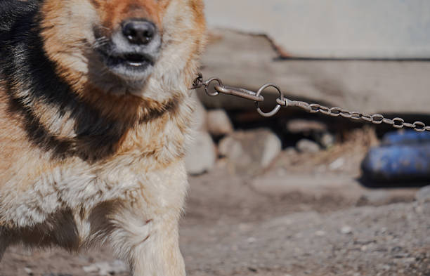 Pet leather collar and leash on green background close up
