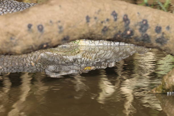Australian Saltwater Crocodile Daintree River Queensland, Australien
