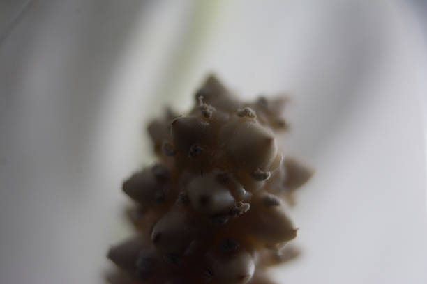 Close-up of white Anthurium blossom behind green leaves. A bouquet of a Anthuriums petals in a garden in the Cameron highlands, Malaysia. Detailed image of the flamingo flower