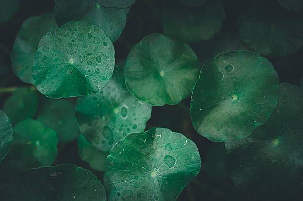 istock Lush Green Leaves with Water Drops in Natural Environment 2249689251