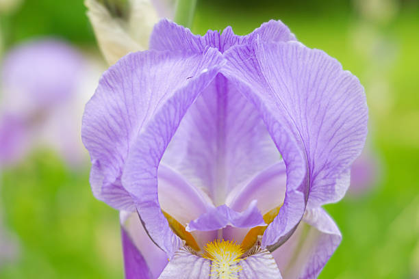 close-up lavender iris bloom with delicate ruffled petals, golden beard, morning dew, soft green bokeh background, natural light, serene botanical study, ornamental garden mood