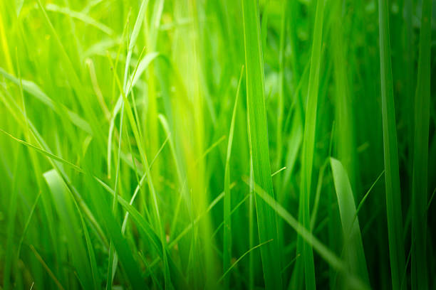 Green grass blades bathed in soft morning light, delicate dew droplets, shallow depth, blurred bokeh background, peaceful natural texture ideal for wellness and eco branding