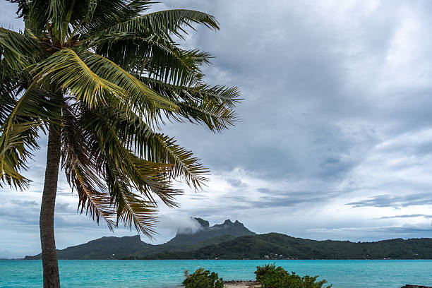 A coconut palm frames the turquoise waters of the lagoon surrounding Bora Bora and Mount Otemanu in the distance.