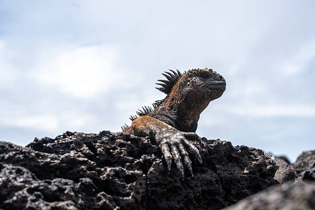 istock Marine iguana resting on rocks at Tortuga Bay beach, Galapagos, Ecuador 2249689847