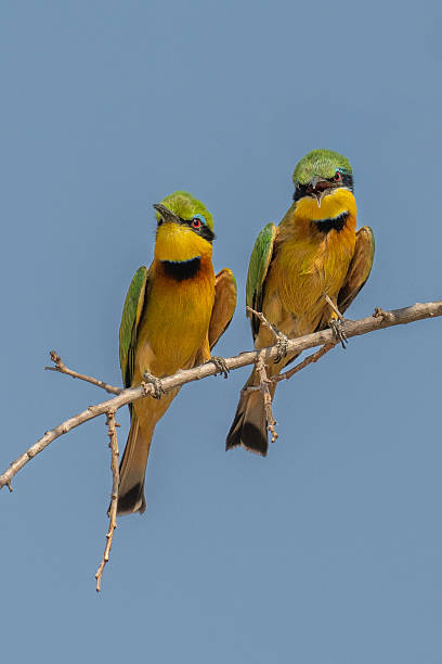 istock Little Bee-eaters on a branch 2249689862