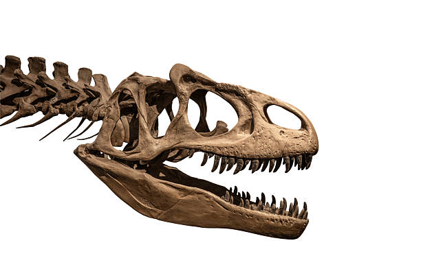 istock fossil skull of Ceratosaurus on white, isolated 2249691615