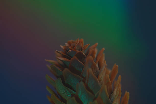 Collection of Various Natural Pine Cones on White Background