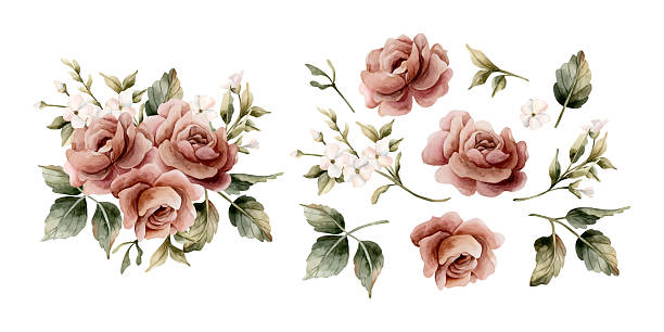 Roses with buds and leaves. Dusty pink garden flowers arrangement. Watercolor hand painted floral isolated illustration for wedding design home textile porcelain crockery card label invitation sticker