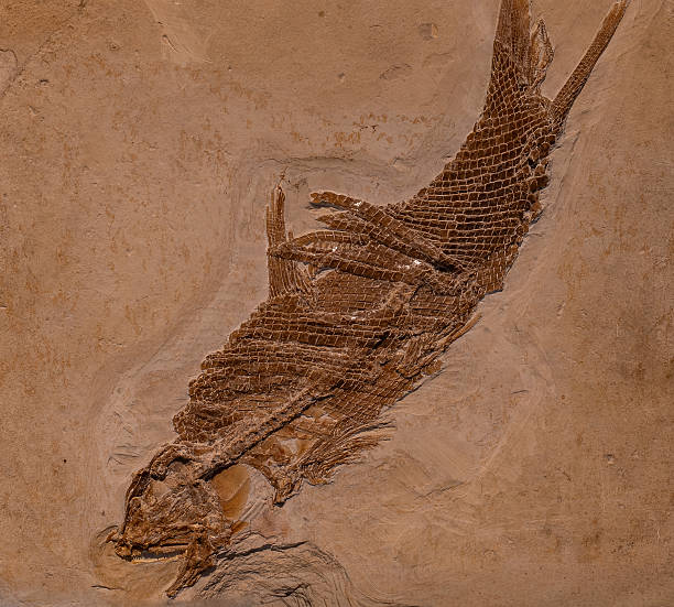 istock fossil of prehistoric fish in the stone 2249693741