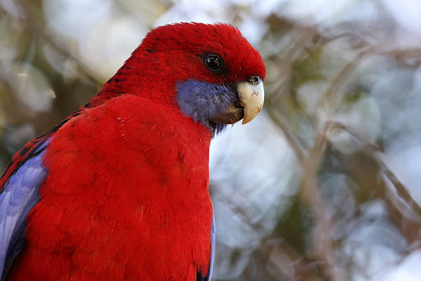 Crimson rosella (Platycercus elegans) Queensland, Australia