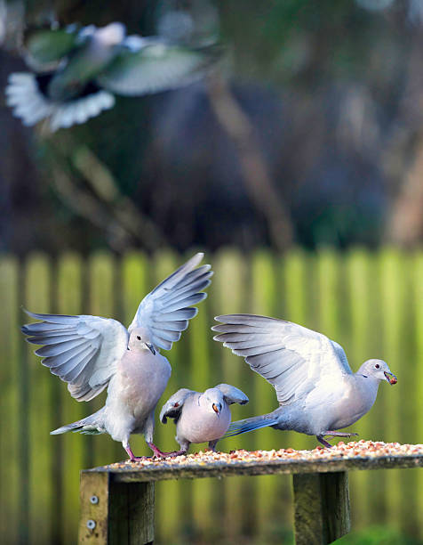 istock Trio of Collared Doves on a bird table 2249698004