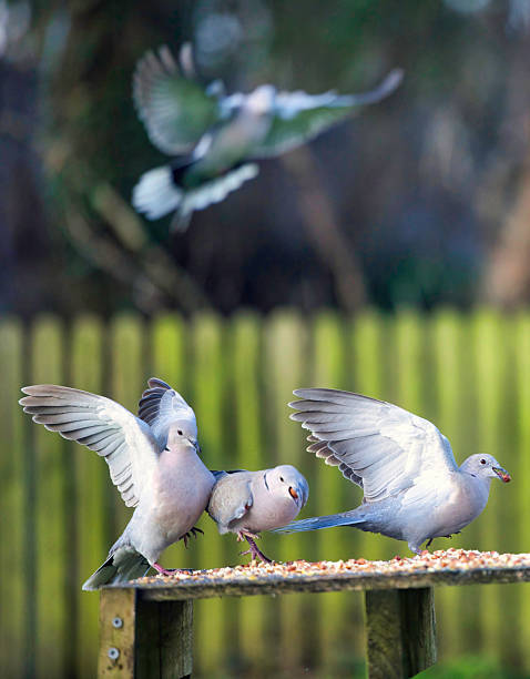 istock Trio of Collared Doves on a bird table 2249698062