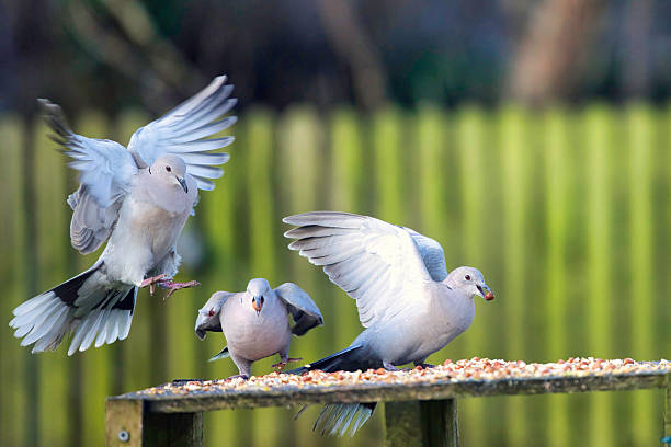 istock Trio of Collared Doves on a bird table 2249698066