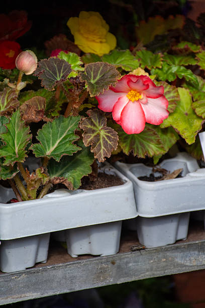 istock Pink Begonia Plant in Nursery Trays 2249698080