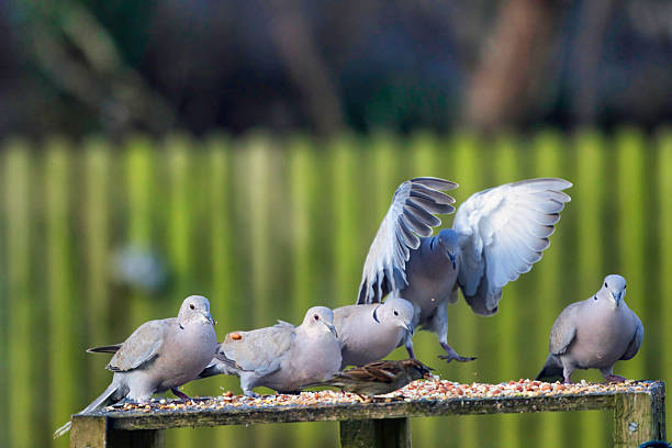 istock Group of Collared Doves on a bird table 2249698081