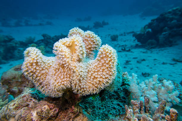 istock Coral reef ecosystem with Leather coral (Sarcophyton) and diverse colorful coral formations on sandy bottom, underwater landscape 2249698872