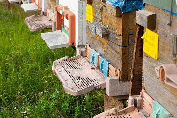 Beehive boxes on a autumn day.