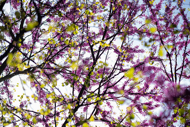 Redbud tree branches displaying purple flowers and light green leaves against a bright sky