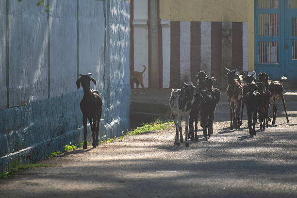 Goats stroll down a village street in Tamil Nadu during a sunny afternoon