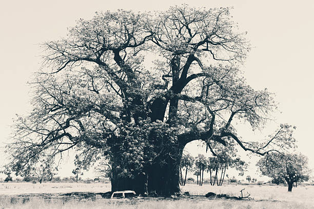 Beautiful landscape with a baobab tree seen in Namibia.