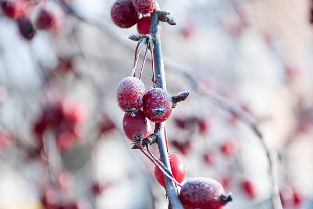 some red berries in winter