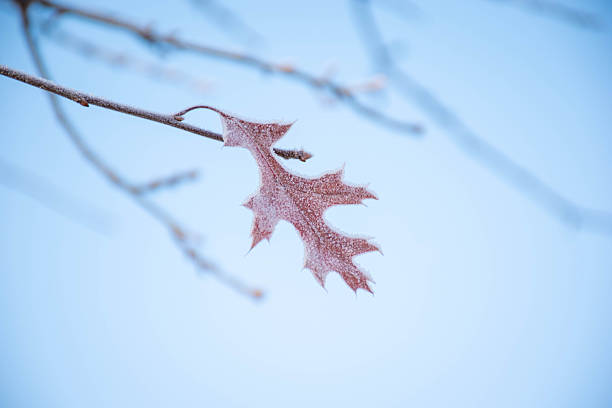 Bright red oak leaves covered in hoar frost symbolising the change of the seasons. Sun reflecting from tiny ice crystals.