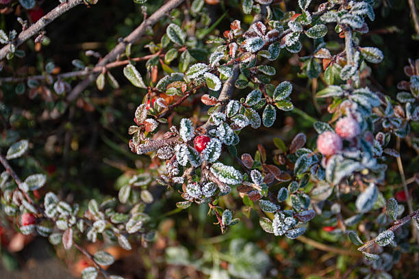 istock Red berries in hoarfrost 2249703460