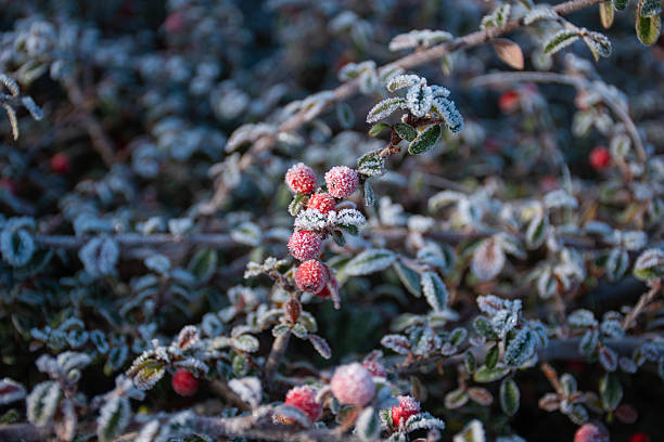 istock Red berries in hoarfrost 2249703506