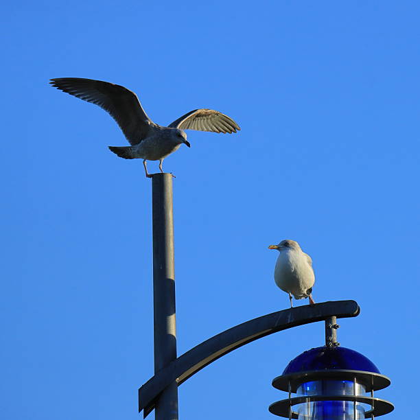 istock Two European herring gulls perched on modern street lamp against blue sky 2249706858