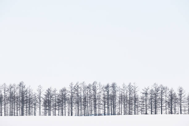 A line of conifer trees used as a windbreak in  agricultural fields, Hokkaido