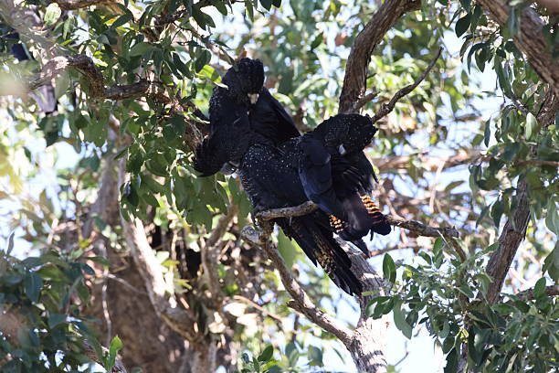 istock Red Tailed Black Cockatoo (Calyptorhynchus banksii) Queensland , Australia 2249709769